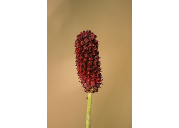 Großer Wiesenknopf (Sanguisorba officinalis) - © Emanuel Trummer